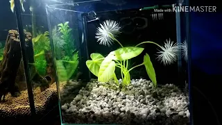 Glofish Betta 3 gallon tank setup