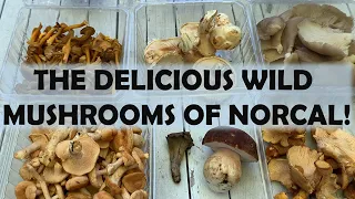 Identifying the DELICIOUS edible mushrooms of Northern California