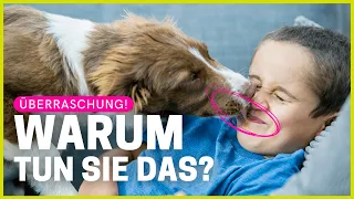 Das ist der wahre Grund, warum dein Hund dich ständig abschlecken will!