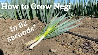 How to grow Negi in 82 seconds.