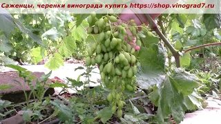 Оплодотворение сигналки на кусте винограда Иллария- соцветья было огромное, гроздь тоже хороша.