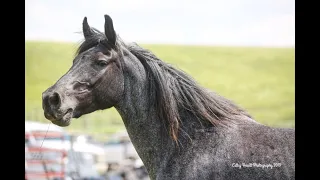 The power of passive leadership training with Nokota wild horses