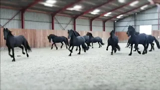 10 frisky Friesian horses.