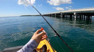 Top Water Popper lands Yellow Jack on Key Biscayne Miami Bridge Kayak Fishing