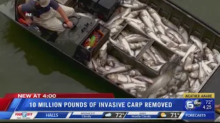 10 million pounds of invasive carp removed
