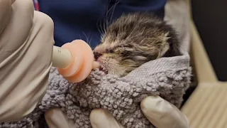 Neonatal kitten bottle-feeding