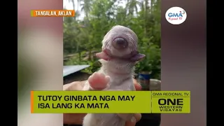 One Western Visayas: Cyclops Dog sa Aklan