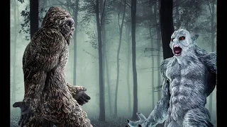 Bigfoot vs. Yeti - A Safari Cryptozoology Showdown