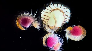 Mediterranean zooplankton under the microscope (summertime)