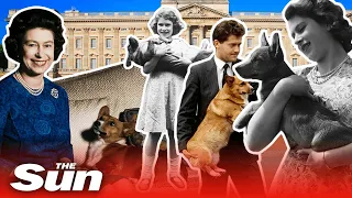 Platinum Jubilee: The Queen's love affair with her Royal corgis