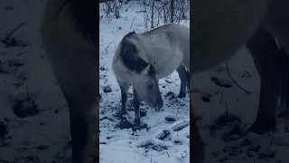 Тарпановидные лошади в Пуще