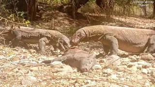 the carcass of a pig eaten by a komodo