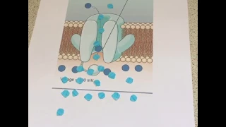 Voltage gated calcium channels open