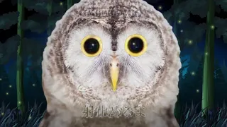 kyOresu - OWL / フクロウ by ATOLS (cover español)