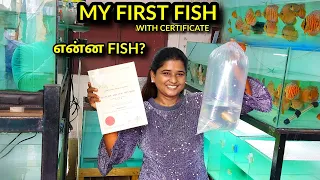 GOT My First Fish Certificate With Injected MICRO CHIP !! Exotic Fish Farm