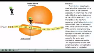 Central dogma of biology animation