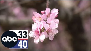 Alabama peach growers hopeful for better season after last year's devastating frost