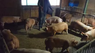 1️⃣Сколько штук свиней нужно держать для хорошей без бедной жизнь❓️2️⃣ Доход вас порадует❗️