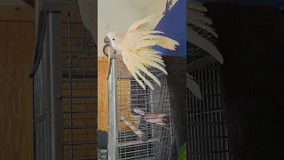 Cockatoo Shower Day 🚿  part 2