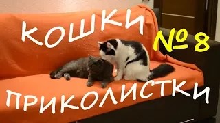 Кошки приколистки С друзьями Смешные кошки Приколы про кошек и котов Video YouTube Funny Cats Video