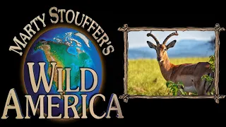 Wild America Season 3 Episode 3 | Born to Run | Untamed