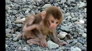 Baby monkey to explore aroud