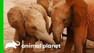 Orphaned Elephants Reunite With Friends | Dodo Heroes