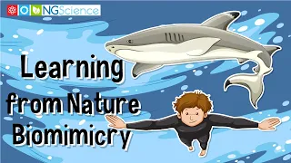 Learning from Nature – Biomimicry