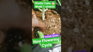 WEEK 1 FLOWER |GHETTO CAKE | HOW TO GROW CANNABIS INDOORS