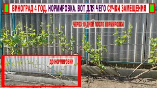 🍇 Виноград 4 год. Как РАБОТАЮТ и для чего нужны СУЧКИ ЗАМЕЩЕНИЯ. Нормировка побегами МОЩНОГО куста!