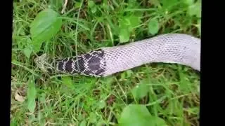 How a Snake Sheds its Skin
