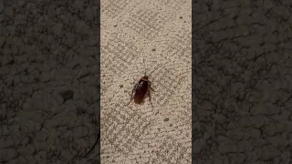 American Cockroach, insect