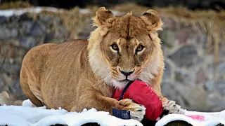 День народження левів КиївЗоо / Kyiv zoo lions’ birthday
