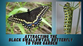 Attracting the Black Swallowtail Butterfly to your Garden