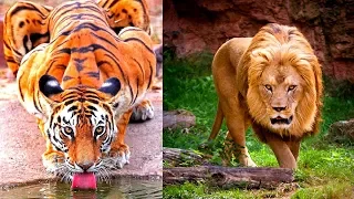 8 Most Beautiful Big Cats on Planet Earth