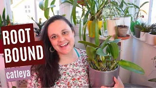 Step-by-step guide: Repotting a root-bound Cattleya orchid from my collection