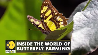 Inside the world of Butterfly farming: Costa Rica is one of the largest Butterfly exporters | WION