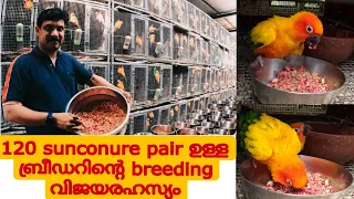 10 pair sunconure നിന്നും 120 pair sunconure 😯... ബ്രീഡറിന്റെ വളച്ചയുടെ രഹസ്യം😯