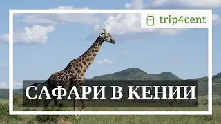 Сафари в Кении - тур на 5 дней