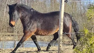 Not fat! He's baroque 🤌🏻🦄 Не жирный, а барочный 😁