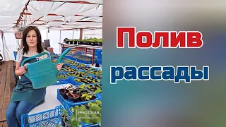 Как я поливаю свою рассаду,  петунии эустомы .....