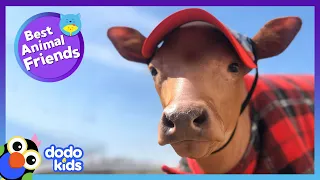 Hairless Cow Has A Very Unusual Best Friend | Best Animal Friends | Dodo Kids