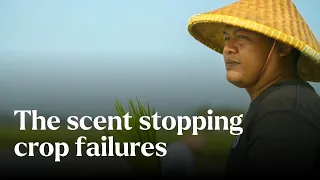 The Scent Stopping Crop Failures - Nature's Building Blocks | BBC StoryWorks