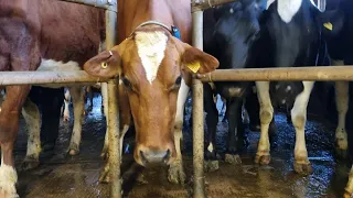 A dairy farmers morning routine.