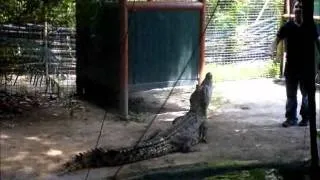 Green Island biggest captive crocodile