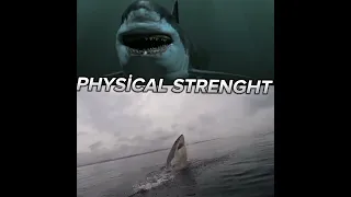 Megaladon vs Great White Shark