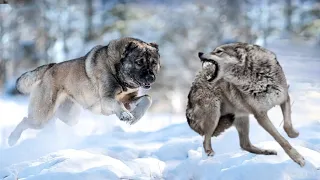 Armenian Gampr Dog - The Wolf Crusher