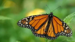 Visit El Rosario Monarch Butterfly Sanctuary in Mexico