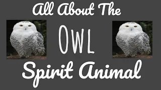 🌹🌙 THE OWL SPIRIT🌙🌹The Owl as your Spirit Animal & its Symbolism