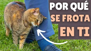 ¿Qué significa cuando un gato SE FROTA EN TI? 🐱 ¡Esto puede sorprenderte!